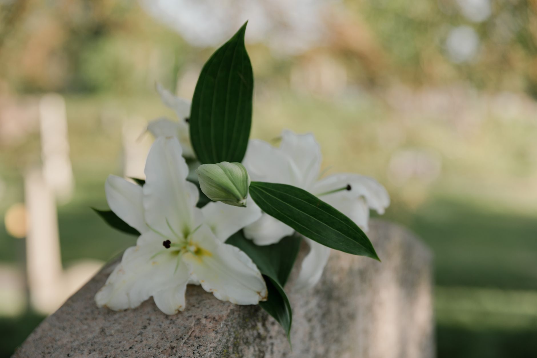 White lilies resting gently on a memorial stone in a peaceful cemetery