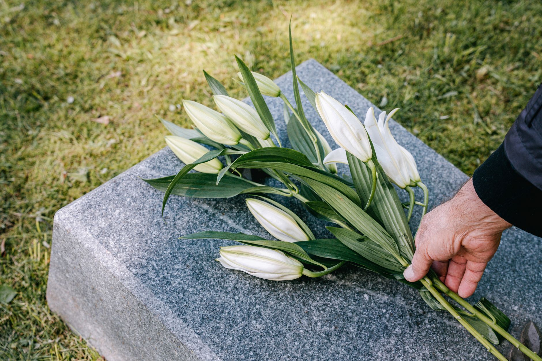 A hand placing white lilies on a granite memorial