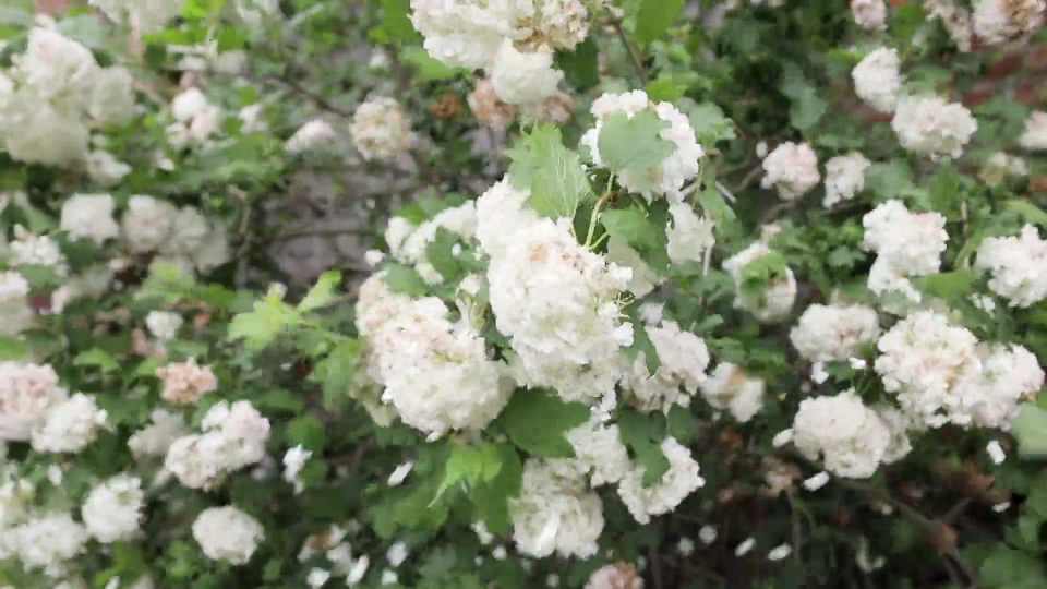 White roses in gentle bloom